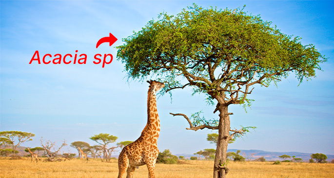Acacia sendo predada por Girafa
