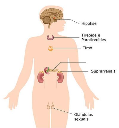 Glândulas endócrinas no corpo humano