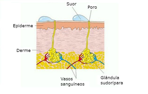 glândulas sudoríparas sistema excretor