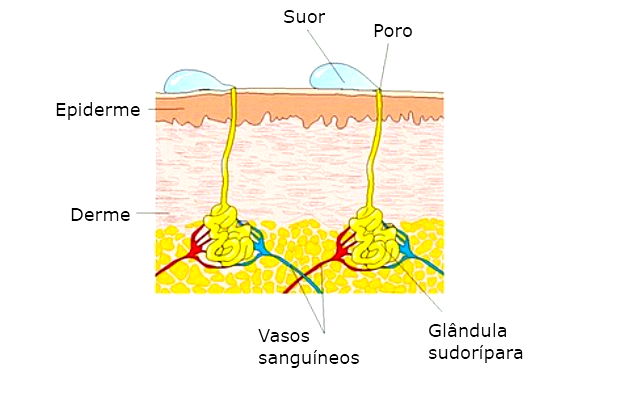 glândulas sudoríparas sistema excretor