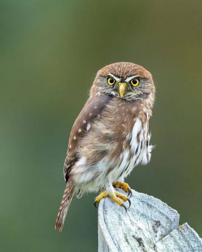 Glaucidium nanum