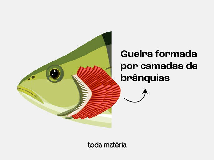 Desenho esquemático da guelra de um peixe