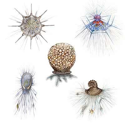 Protozoários: características, classificação e exemplos - Toda Matéria