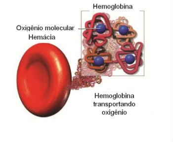 Resultado de imagem para hemoglobina
