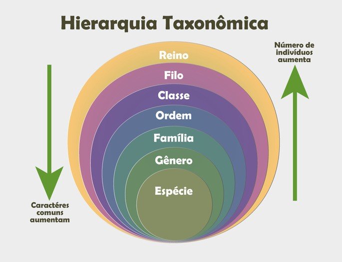 Hierarquia Taxonômica