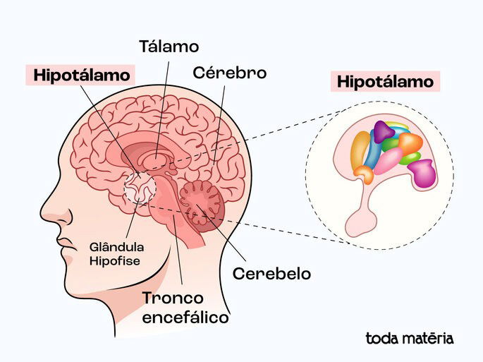 Esquema ilustrativo da anatomia e localização do hipotálamo