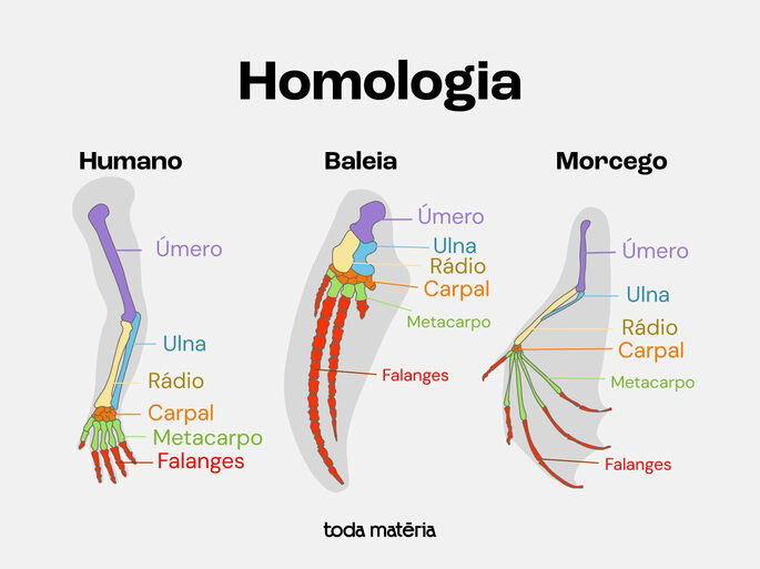 Imagem representativa mostrando a diferença entre braço humano e o braço de um morcego e de uma baleia