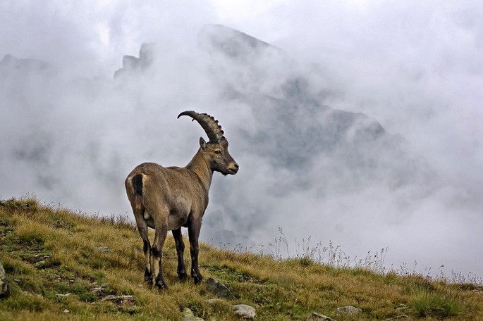 Ibex-dos-Pirineus (Capra pyrenaica pyrenaica)
