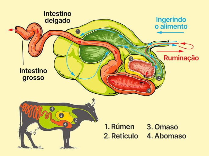 Sistema digestório de ruminantes (poligástricos) com ênfase às câmaras