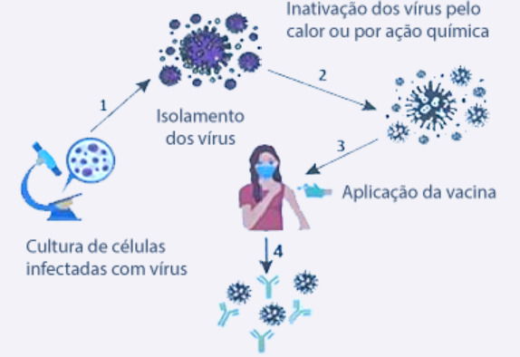 etapas básicas realizadas para a fabricação de uma vacina utilizando a tecnologia tradicional e o efeito dela no organismo
