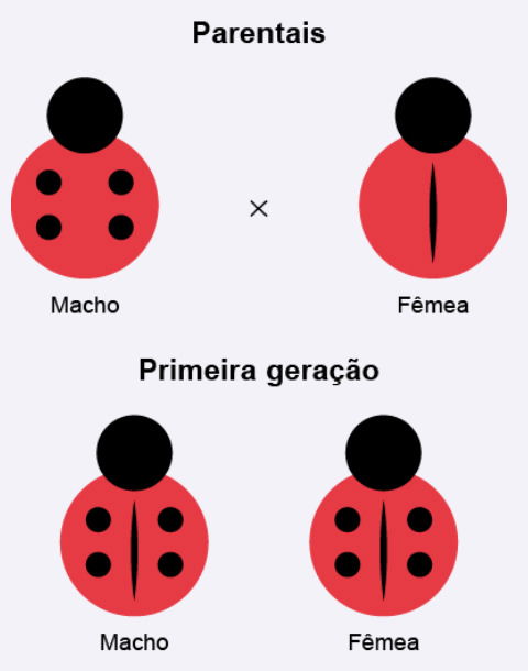 herança genética a partir do cruzamento de joaninhas