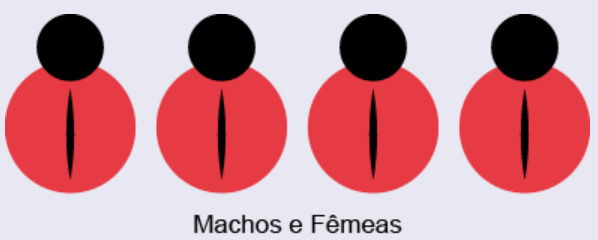 4 joaninhas com risco vertical no centro