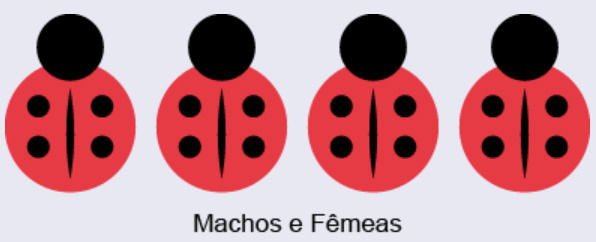 4 joaninhas com 4 bolinhas pretas e risco vertical no centro