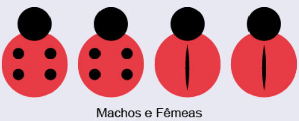 2 joaninhas com 4 bolinhas e 2 joaninhas com risco vertical no centro