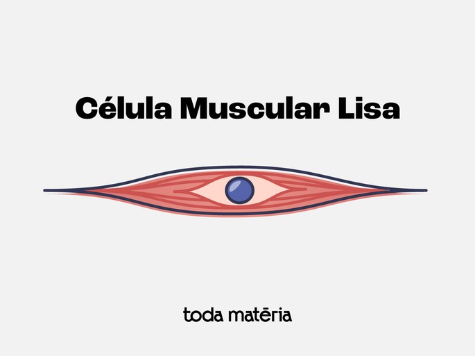 Representação da célula muscular lisa
