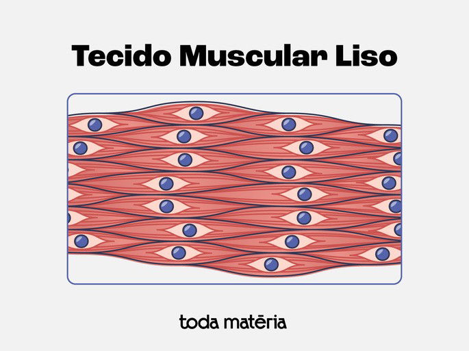 Representação de um tecido muscular liso