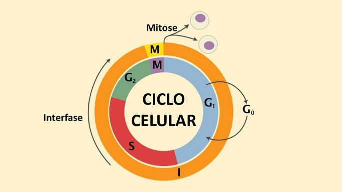 Diagrama do ciclo celular. fases do ciclo celular. ciclo de vida de uma  célula. síntese de dna e divisão celular.