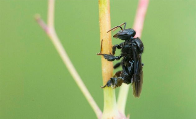 Irapuá (Trigona spinipes)