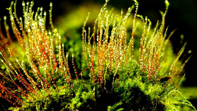 5 Exemplos De Briofitas Seu Habitat E Suas Principais Caracteristicas