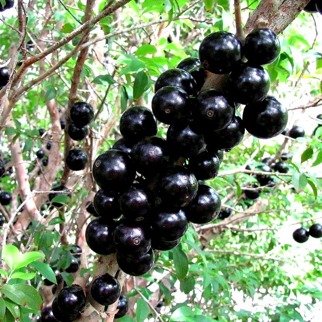 Jabuticaba