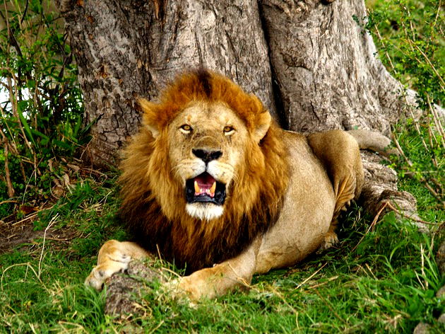 Animais Carnívoros: Exemplos, Características, Dentição - Toda Biologia