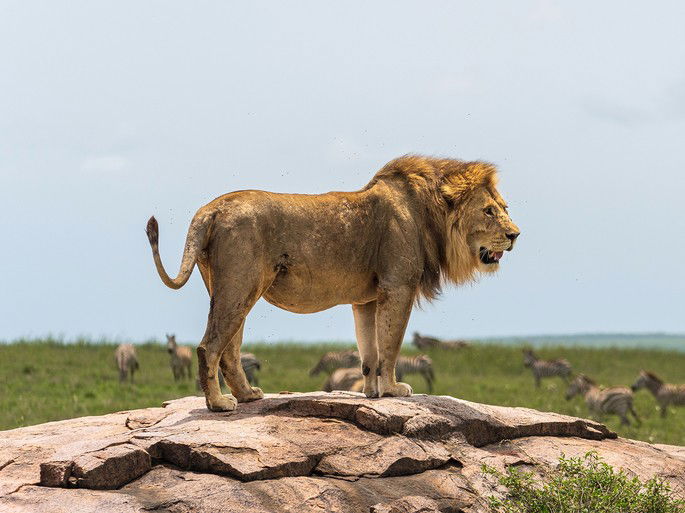 Leão na Savana