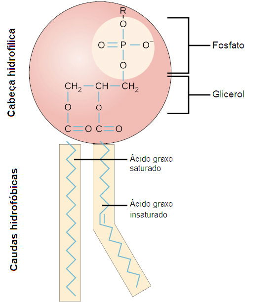 fosfolipidio