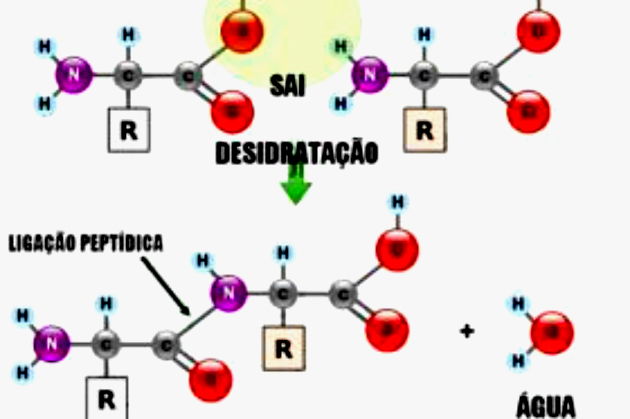 Aminoácidos 4683