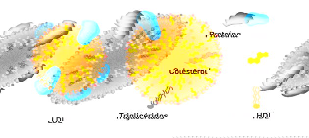 O Que São Lipidios Biologia