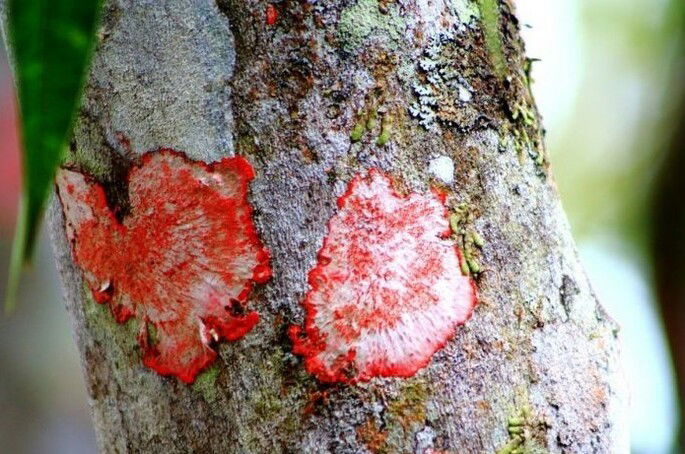 Tronco da árvore de um parque contendo manchas vermelhas