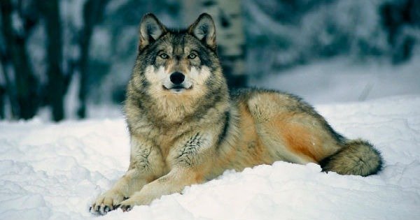Lobos: características e espécies - Toda Matéria