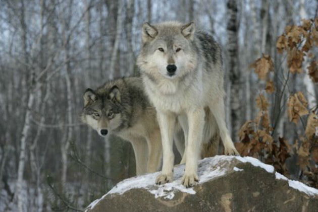 Lobos: características e espécies - Toda Matéria