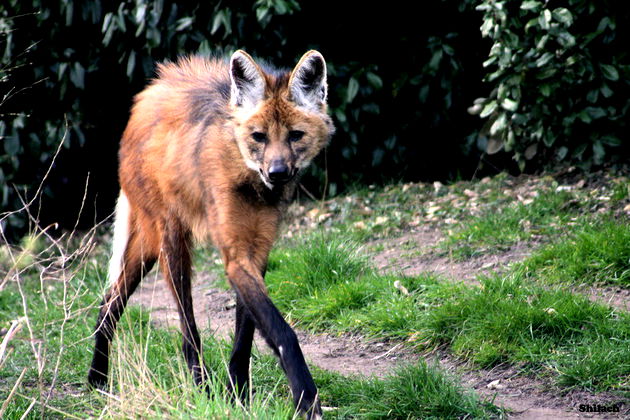 Lobo-guará, o 'semeador de árvores' ameaçado na natureza e