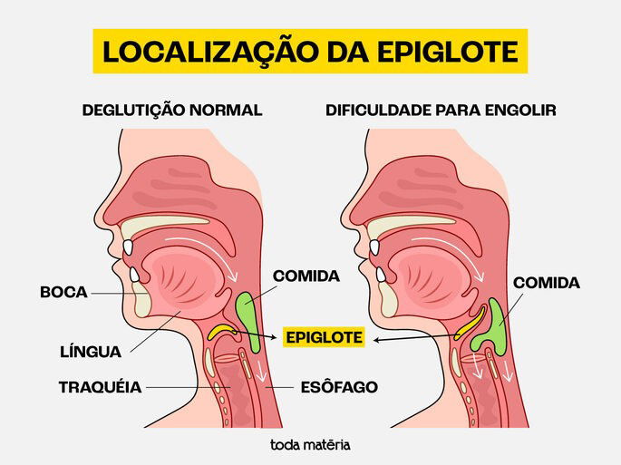 Esquema ilustrativo indicando a localização da epiglote