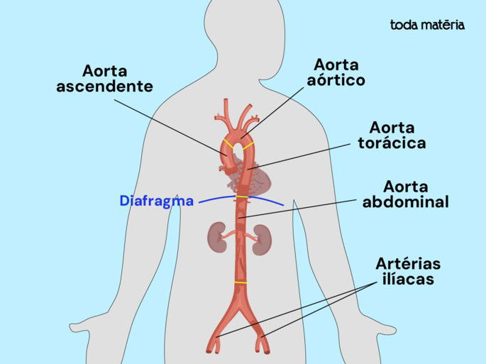 Localização e porções da aorta