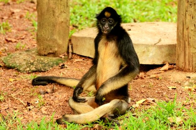 Macacos-aranha do Brasil vivem na Amazônia e correm risco de extinção, Terra da Gente