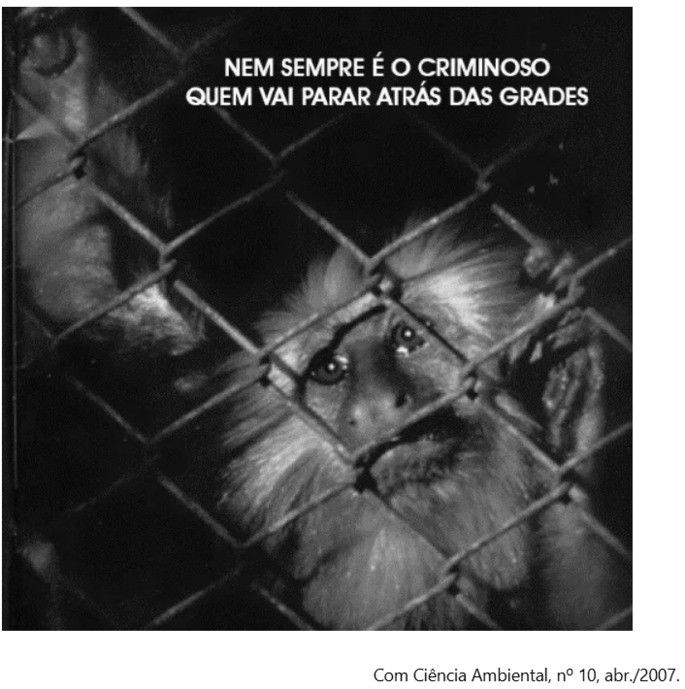 Macaco enjaulado - biopirataria