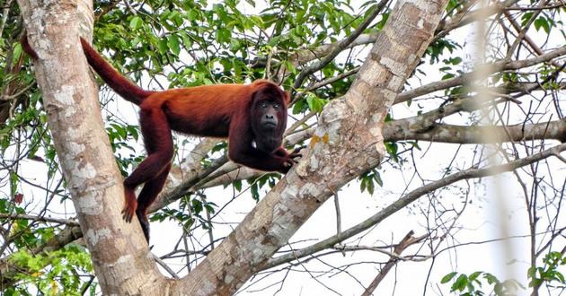 Macaco guariba (Alouatta puruensis)