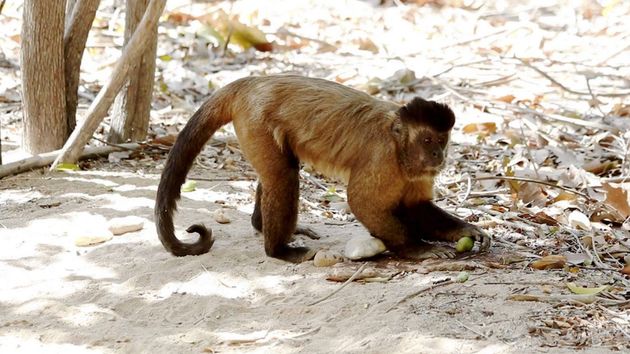 Macaco prego (Sapojus macrocephalus)