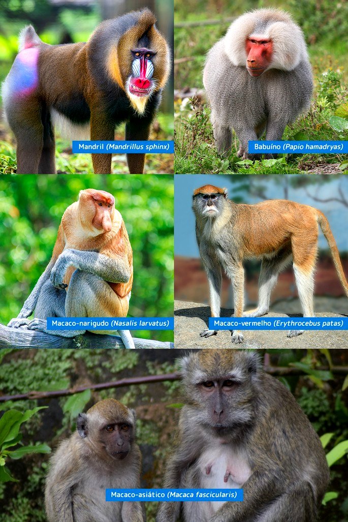 37 ideias de Sagui  animais, macacos, primatas