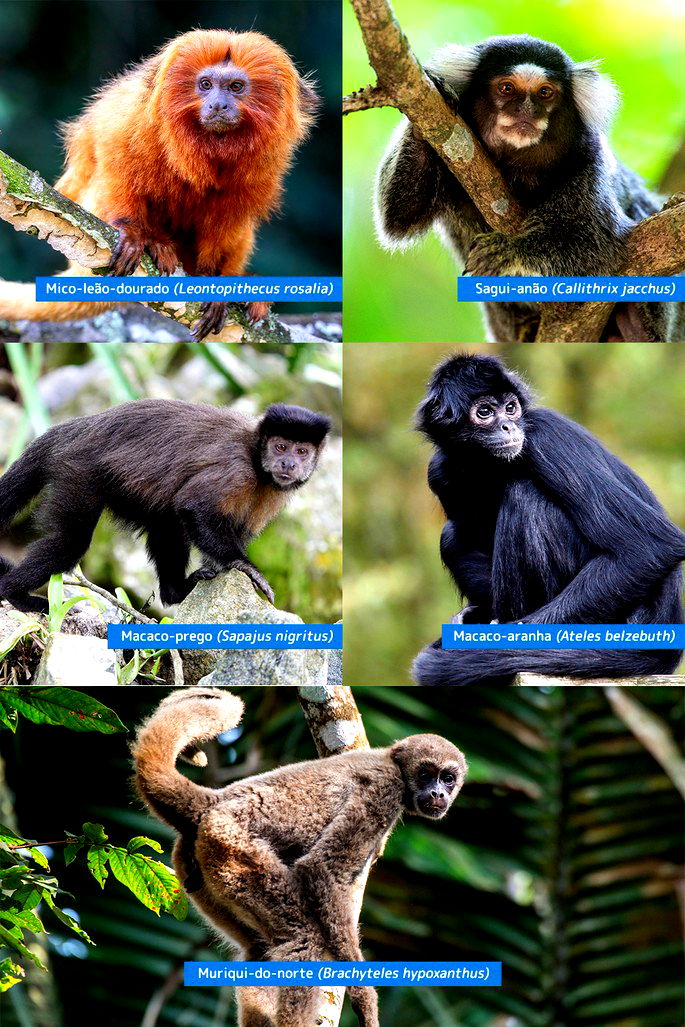 fauna brasileira sertaneja MACACO ARANHA animais selvagem macacos