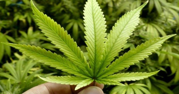 Maconha Cannabis sativa e seus efeitos Toda Matéria