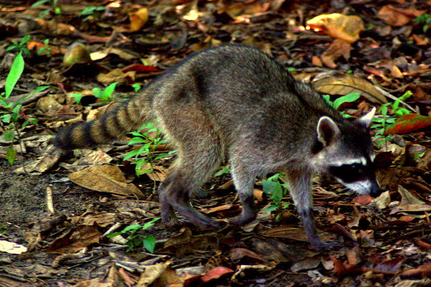 11 ideias de Sagui  primatas, macacos, animais da caatinga