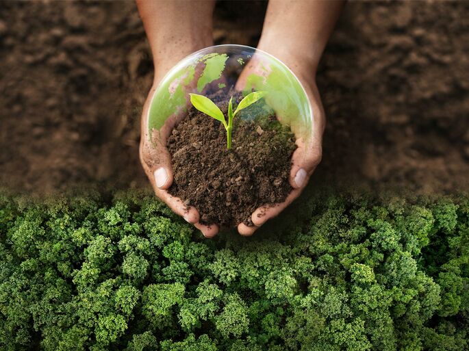 Mãos plantando árvores, pelos objetivos de desenvolvimento sustentável do meio ambiente.