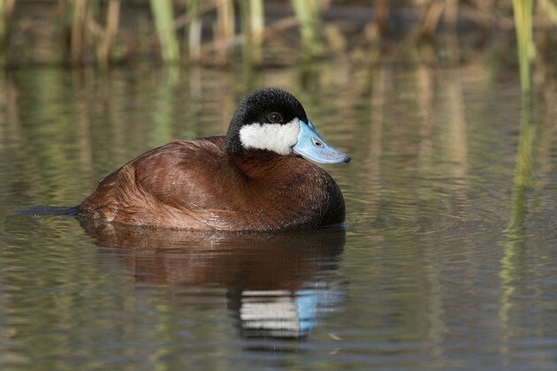 A marreca-de-bico-roxo pode ser encontrada em lagoas do Cerrado