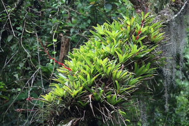 Plantas epífitas