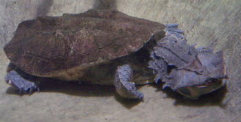 Mata-mata