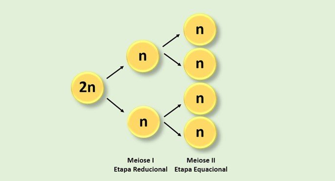 meiose