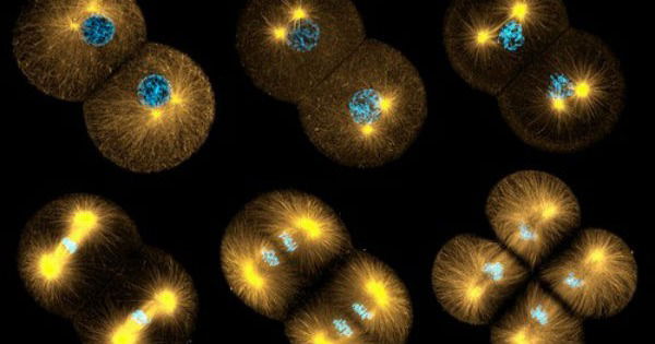 Meiose: resumo, fases e diferenças da mitose - Toda Matéria