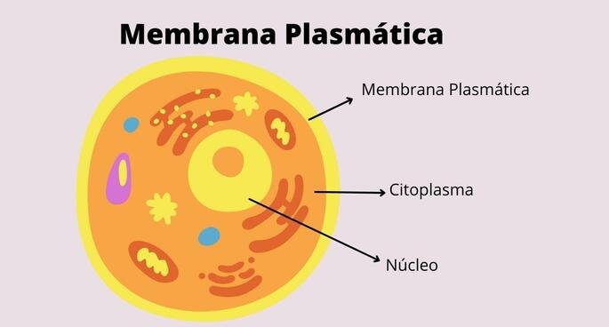 membrana plasmatica da celula eucariota